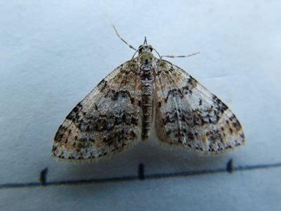 Yellow-barred Brindle